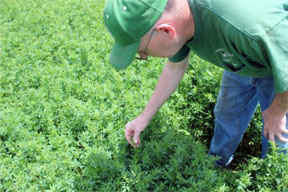 Tim Hood checks for alfalfa bud.