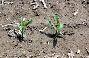 uneven emergence of corn