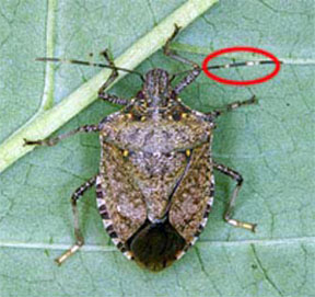 Adult brown marmorated stinkbug with antennal segments highlighted