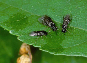 Birch leafminer adults