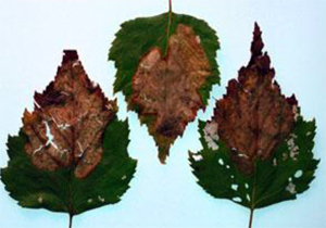 Birch leaf mines after they turn brown