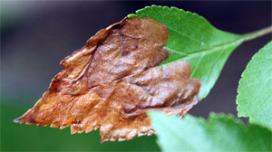 Mines in a hawthorne leaf