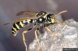 The European paper wasp
