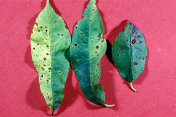 Photos 56. Bacterial leaf spot symptoms. Photo credits: left H.L 
