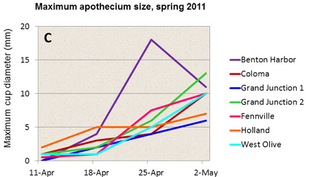 Figure C: Graph showing maximum apothecium size, spring 2011.