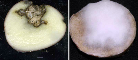 Potato tuber infected with Fusarium dry rot (F. sambucinum), the cavity lined with yellow mycelium (left). On the right is a potato tuber infected with F. graminearum, lined with white to pink mycelium.