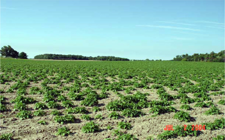 Uneven stand of potato crop as a result of sprout infection and seedpiece decay caused by Fusarium spp.