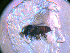 Black fly on penny