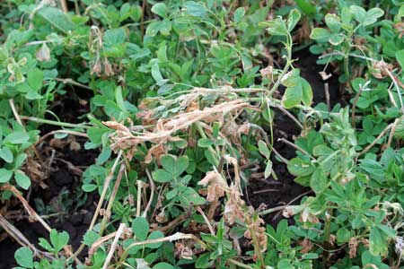 Frost-damaged alfalfa