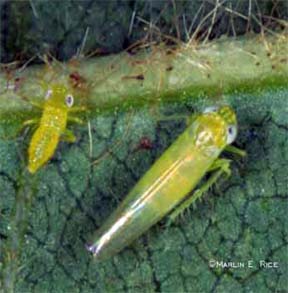 Larva and adult potato leafhopper