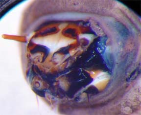 European crane fly larva head close-up