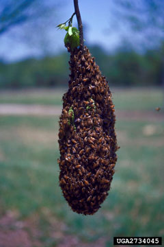 Honeybee swarm