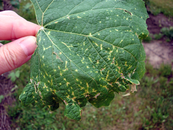 Phomopsis lesions on grape leaf