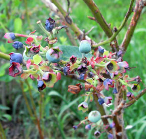 Small blue blueberry fruit