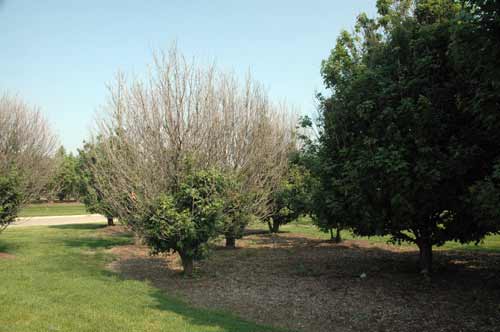 Maples damaged by non-selective herbicide (Sahara)