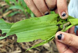 Armyworm in the whorl