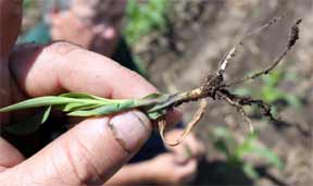 Seed corn roots