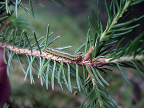 sawfly on spruce