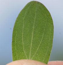 Transparent dots on leaf