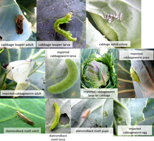 Cabbage pests
