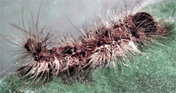 Infected gypsy moth cadacer
