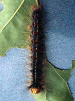 Late instar gypsy moth larva