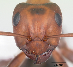 Mound ant head