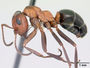 Mound ant profile