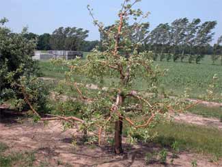Apple tree with rootstock blight