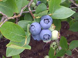 "Duke" blueberries
