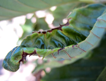 Symptoms of potato leafhopper