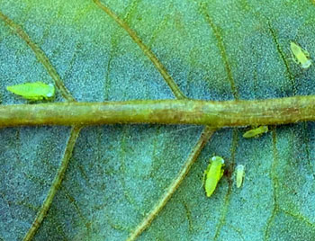 Wingless potato leafhoppers