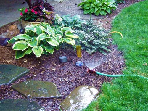 Watering perennials