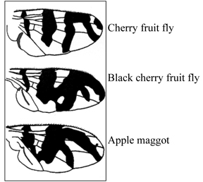 Wing patterns