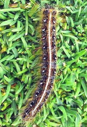 Wandeing eastern tent caterpillar