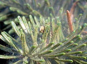 Spruce spider mites