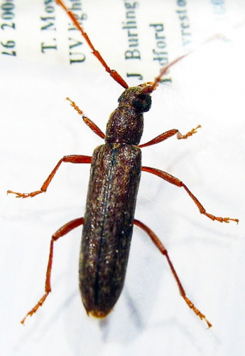 Twig pruner beetle