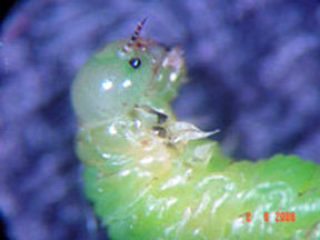Close up of head and thorax