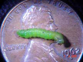 Webspinning sawfly larva