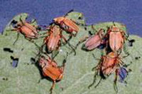 rose chafers