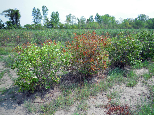 Drought-stressed blueberries