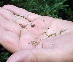 Balsam fir sawfly