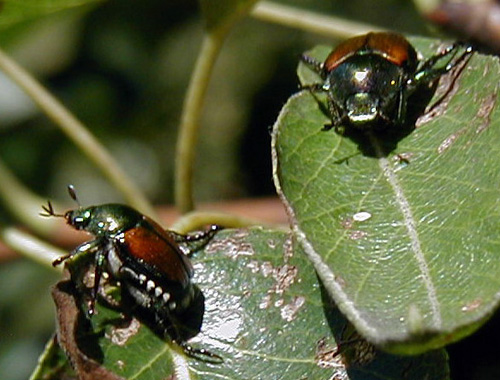 Japanese beetle feeding on pear leaf