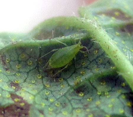 Wingless hop aphid