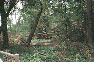 Downed tree