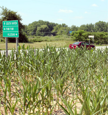 Drought-stressed corn