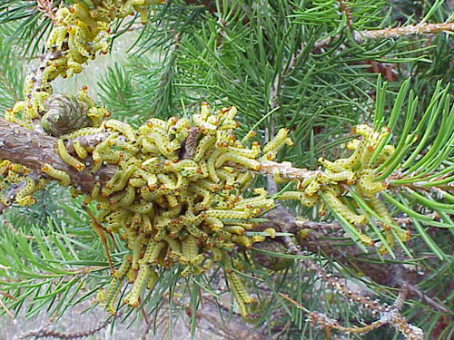 Yellow-headed spruce sawfly larvae