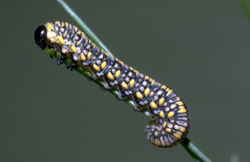 Introduced pine sawfly larva