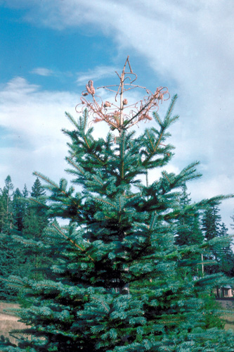 White pine weevil damage