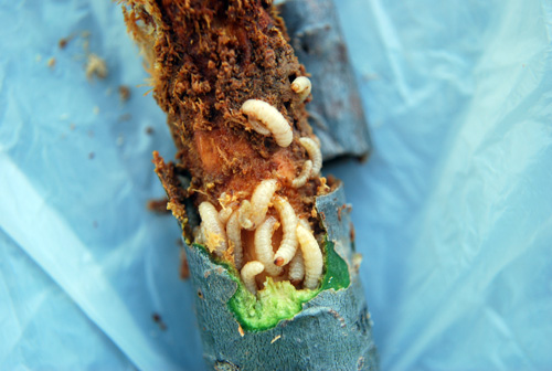 White pine weevil larvae